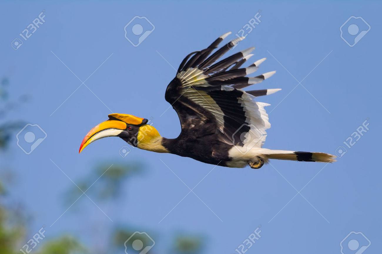 Close up side view of flying Great hornbill (Buceros bicornis) in nature at Khaoyai national park,Thailand - 37405937 Close up side view of flying Great hornbill (Buceros bicornis) in nature at Khaoyai national park,Thailand - 37405937
