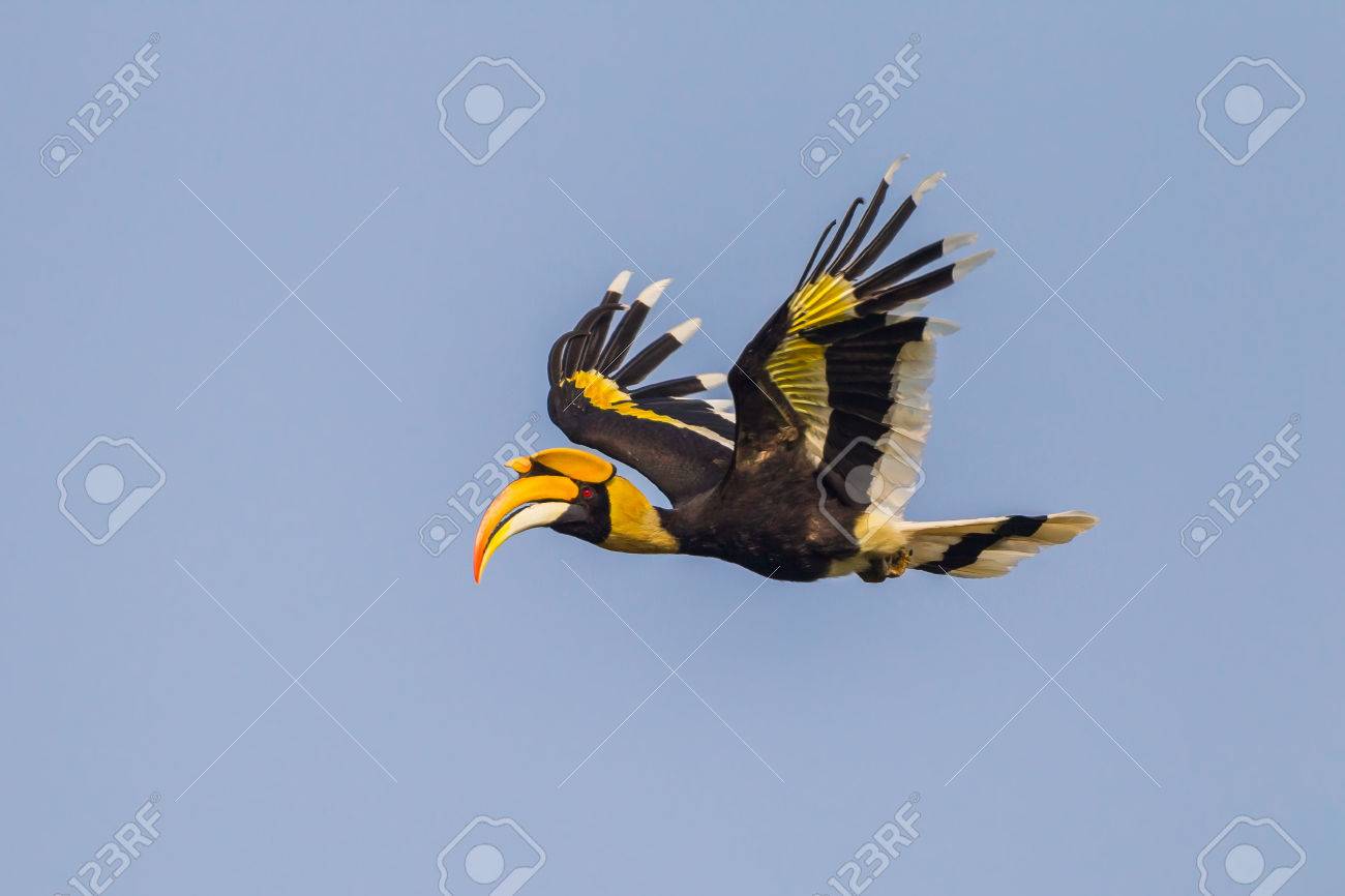 Great hornbill (Buceros bicornis) flying in the blue sky in nature at Khaoyai national park,Thailand - 38280369 Great hornbill (Buceros bicornis) flying in the blue sky in nature at Khaoyai national park,Thailand - 38280369