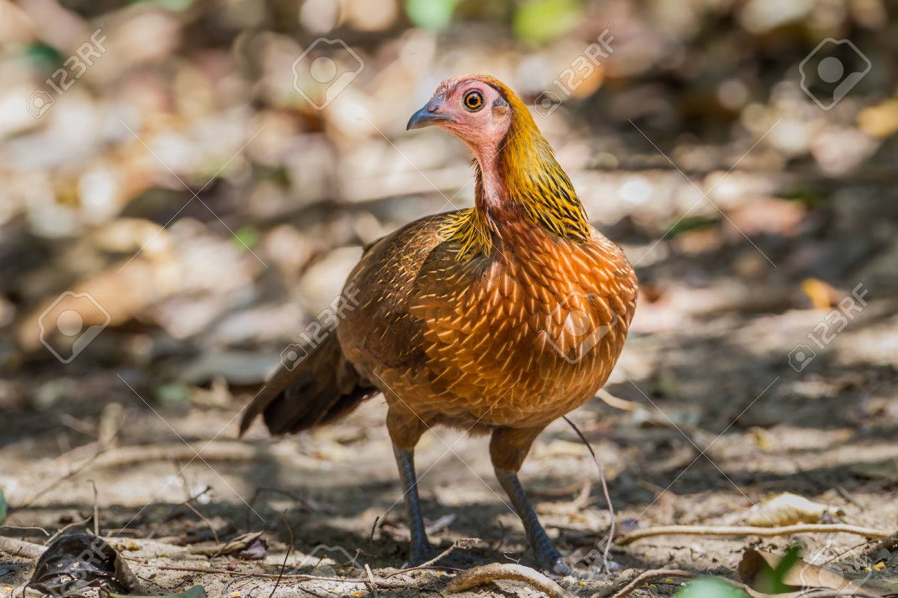 Portrait Of Female Red Junglefowl Gallus Gallus In The Wild Stock Photo Picture And Royalty Free Image Image 38280446