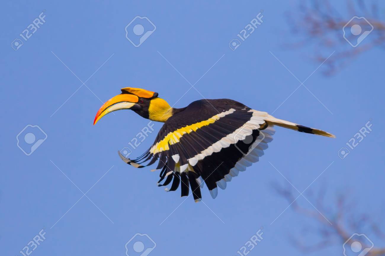 オオサイチョウ サイチョウ属 Bicornis を舞う タイのカオヤイ国立公園で自然のクローズ アップ の写真素材 画像素材 Image