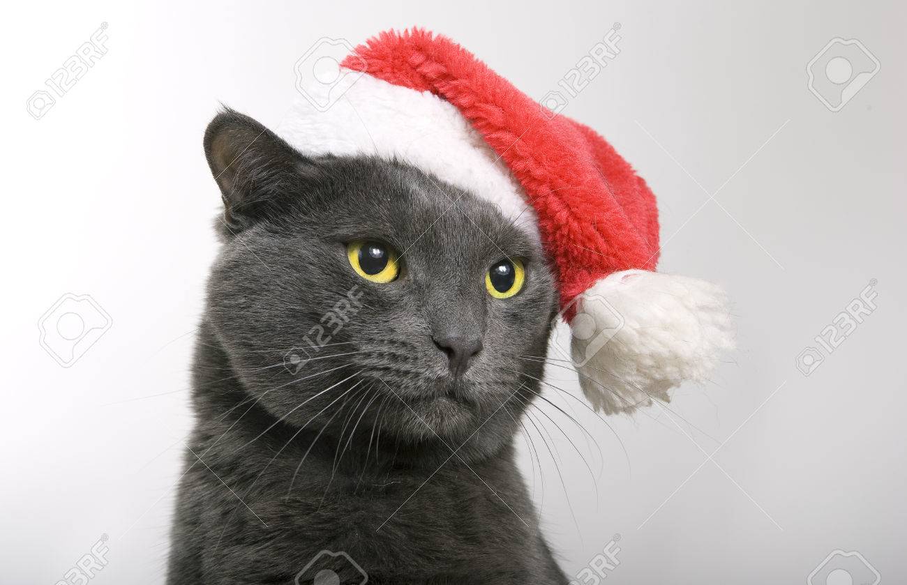 funny gray cat santa cute christmas cat zdjęcia royalty free