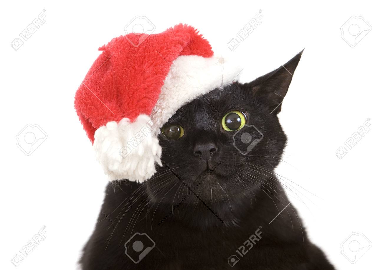 Drôle De Chat Noir De Santa Chat Mignon Noël Animal De Noël Avec Le Père Noël Chapeau