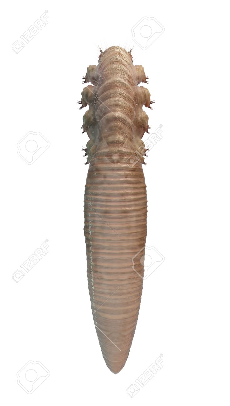 ニキビダニのクローズ アップが白で隔離 ゴールデンハム レッド疥癬 毛包虫症とも呼ばれます Demodex は まつげの根元の毛包に住んでいます 人間の皮膚の寄生虫 の写真素材 画像素材 Image