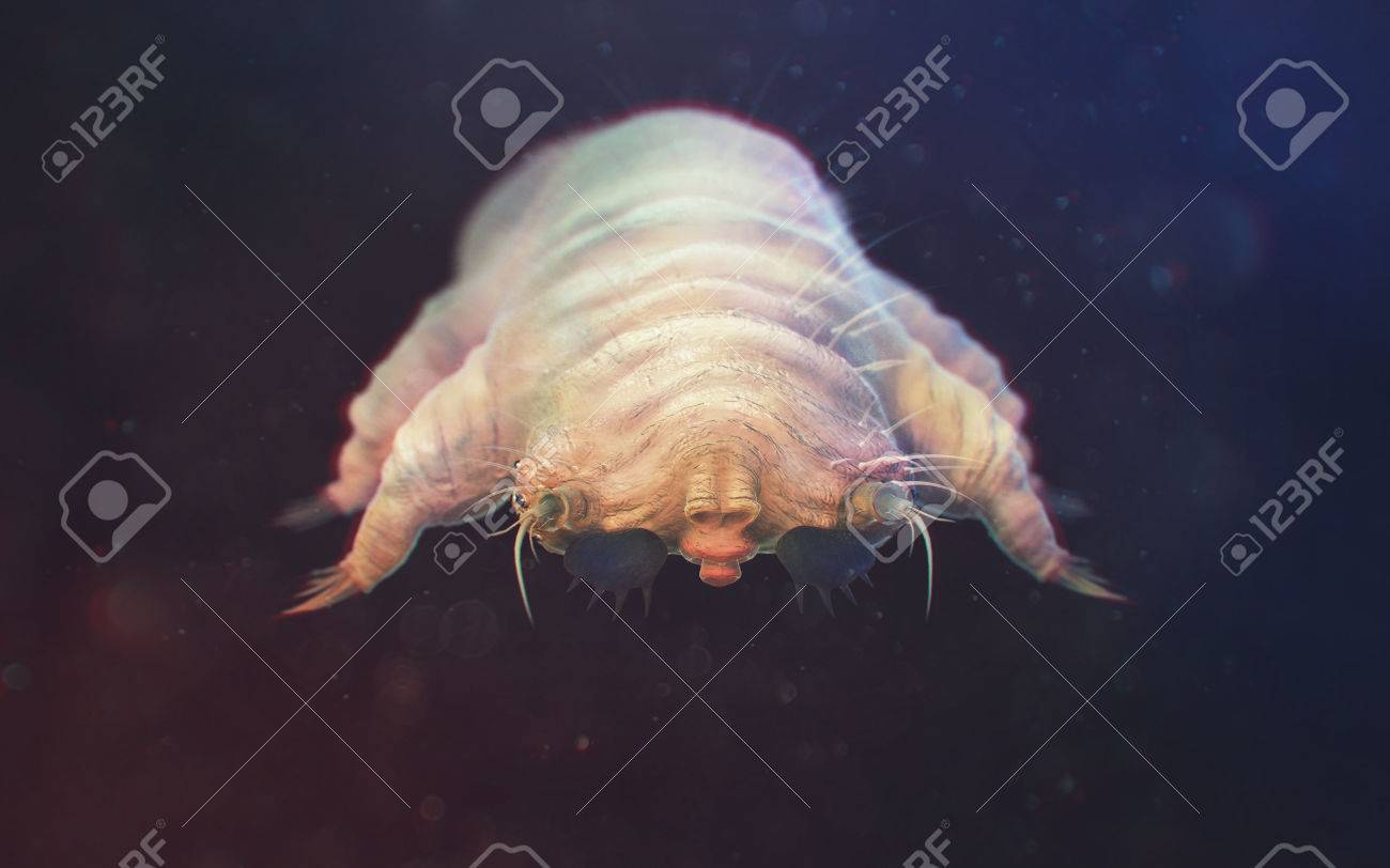 ニキビダニのクローズ アップが白で隔離 ゴールデンハム レッド疥癬 毛包虫症とも呼ばれます Demodex は まつげの根元の毛包に住んでいます 人間の皮膚の寄生虫 の写真素材 画像素材 Image