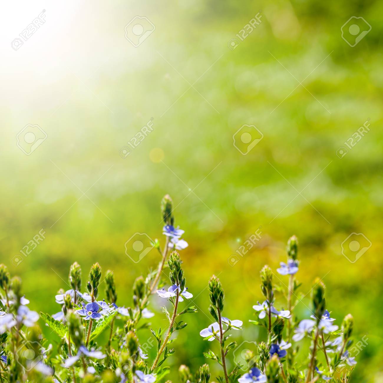 空の上の花畑 自然の概要 の写真素材 画像素材 Image 空の上の花畑 自然の概要 の写真素材 画像素材 Image