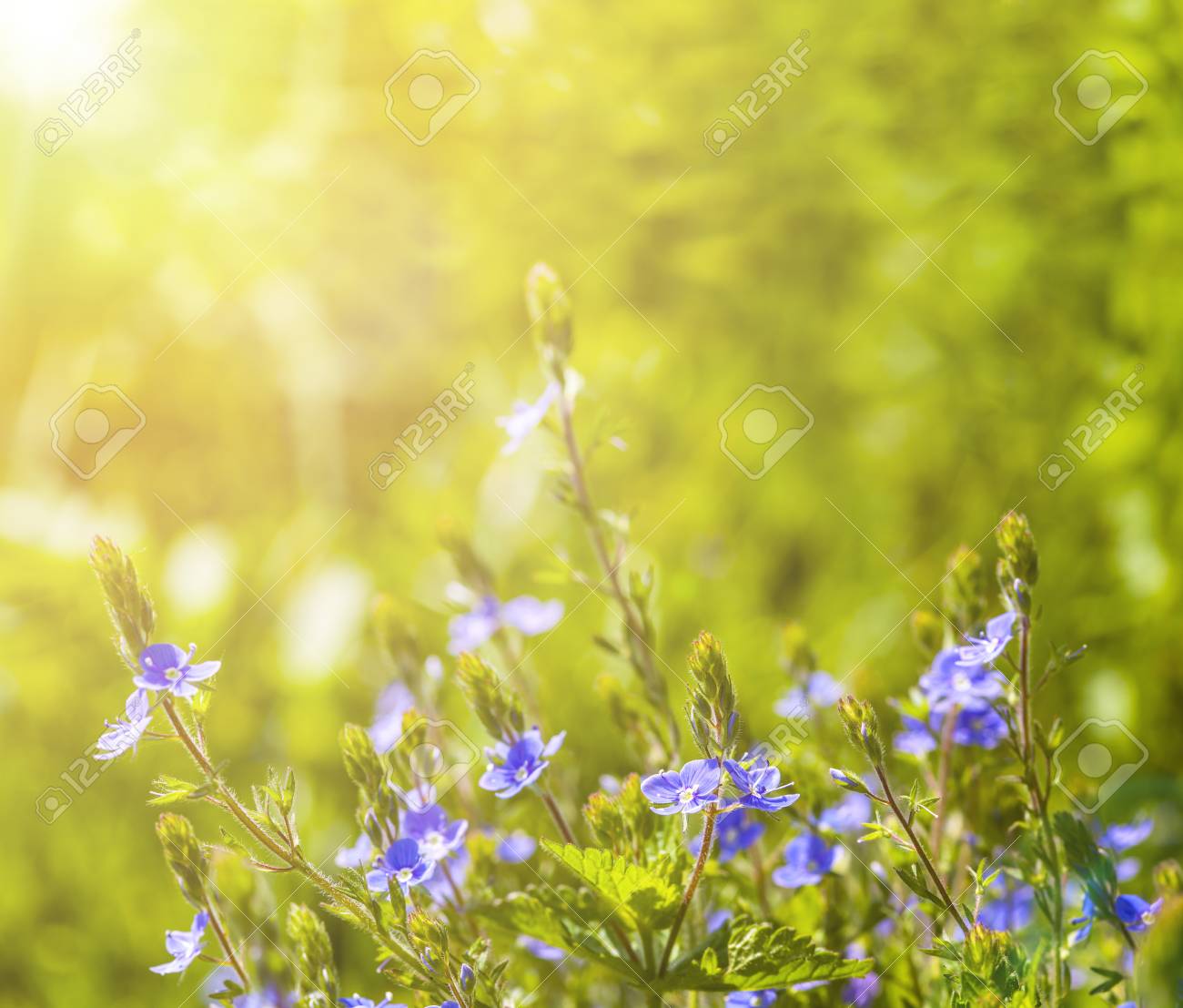 空の上の花畑 自然の概要 の写真素材 画像素材 Image 空の上の花畑 自然の概要 の写真素材 画像素材 Image