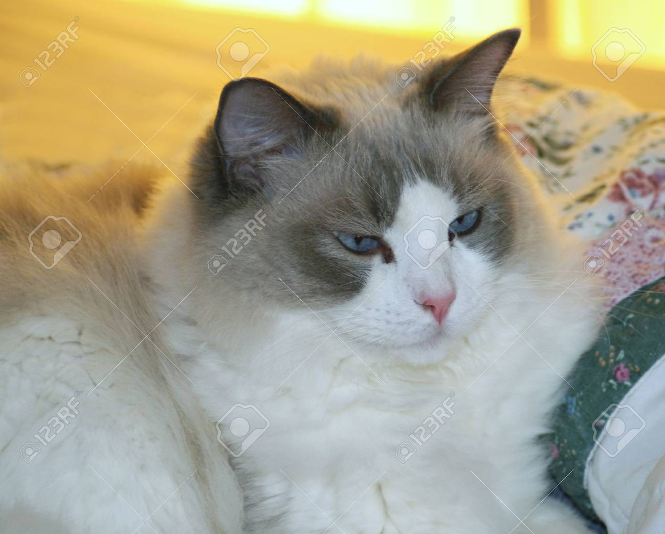 large ragdoll