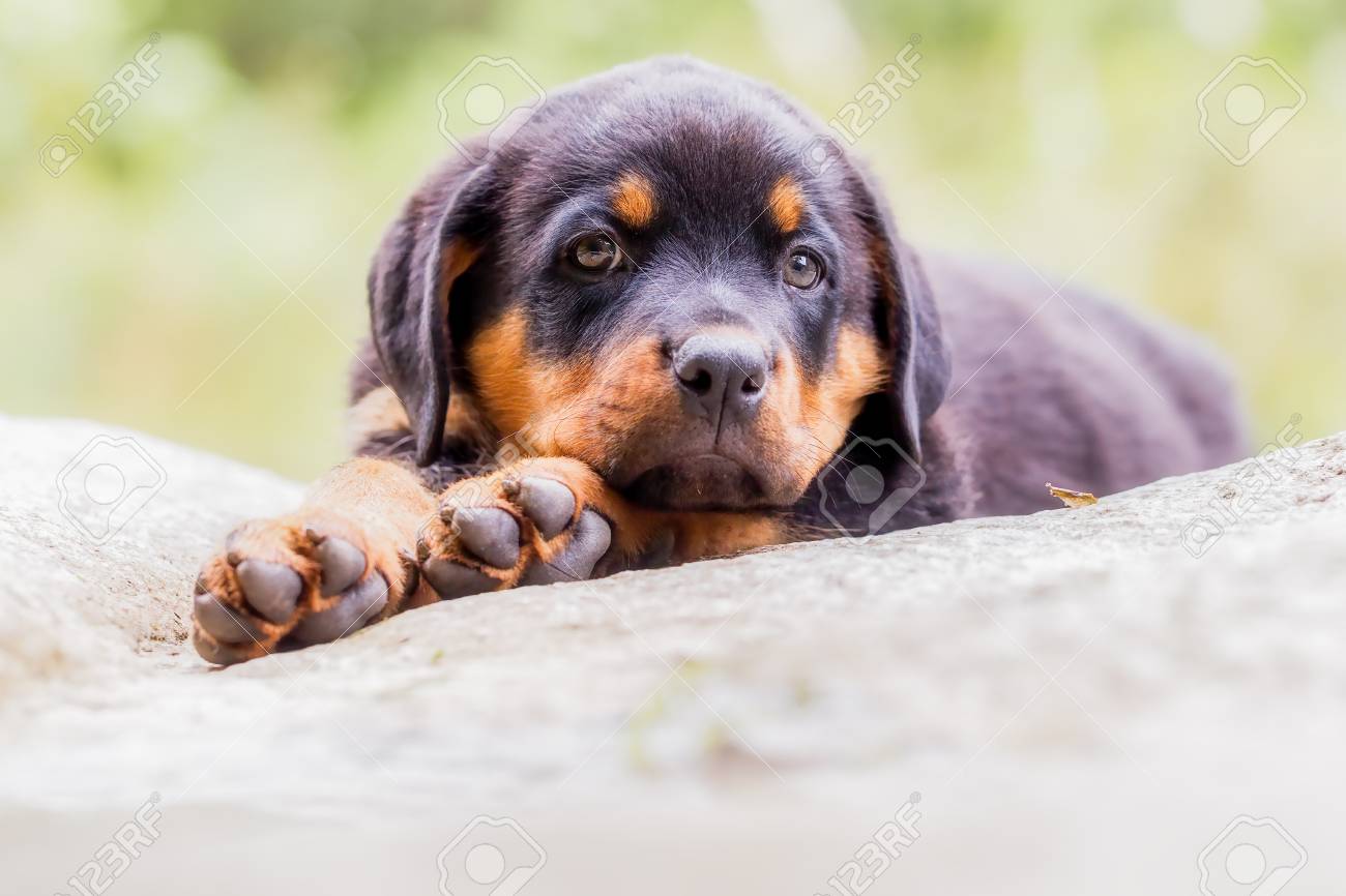 rock rottweiler