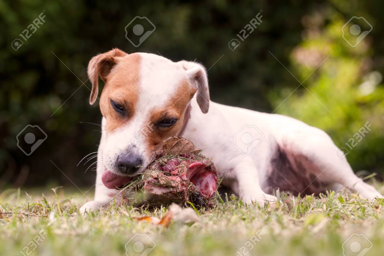 big jack russell terrier