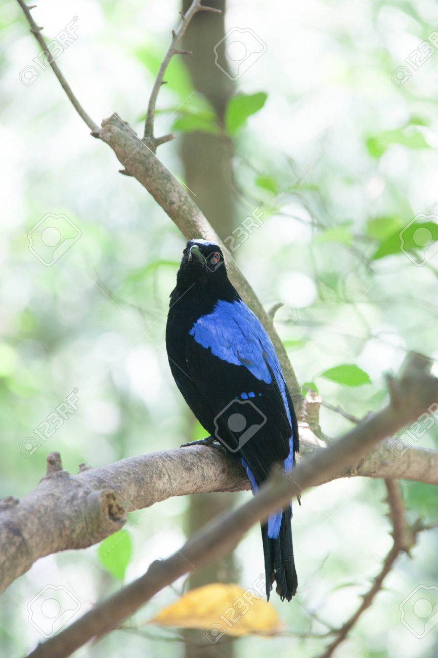 Les Plus Beaux Animaux Sont Les Nombreuses Petites Especes D Oiseaux Diversite Ajouter De La Couleur Au Monde