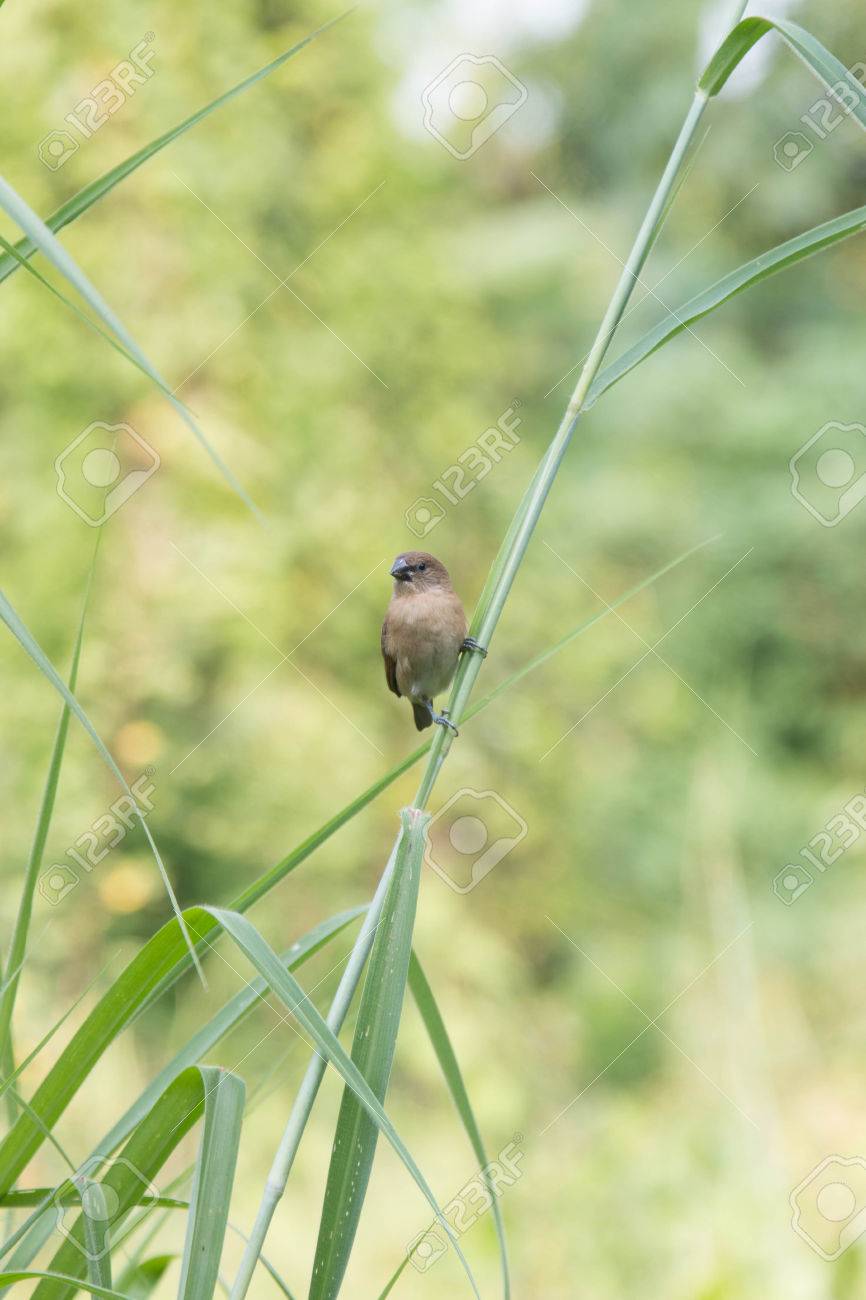 Image result for small bird flying