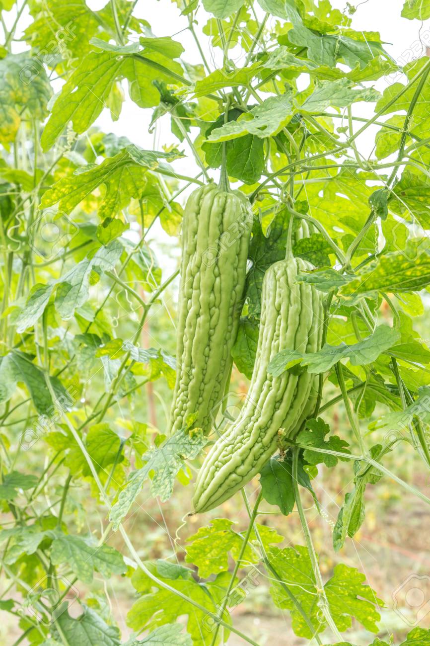 アイビーひょうたんウリで熱帯です ウリ科の食べ物は苦い用栽培と最もよく知られた中国のゴーヤとビターの 2 種類であります の写真素材 画像素材 Image