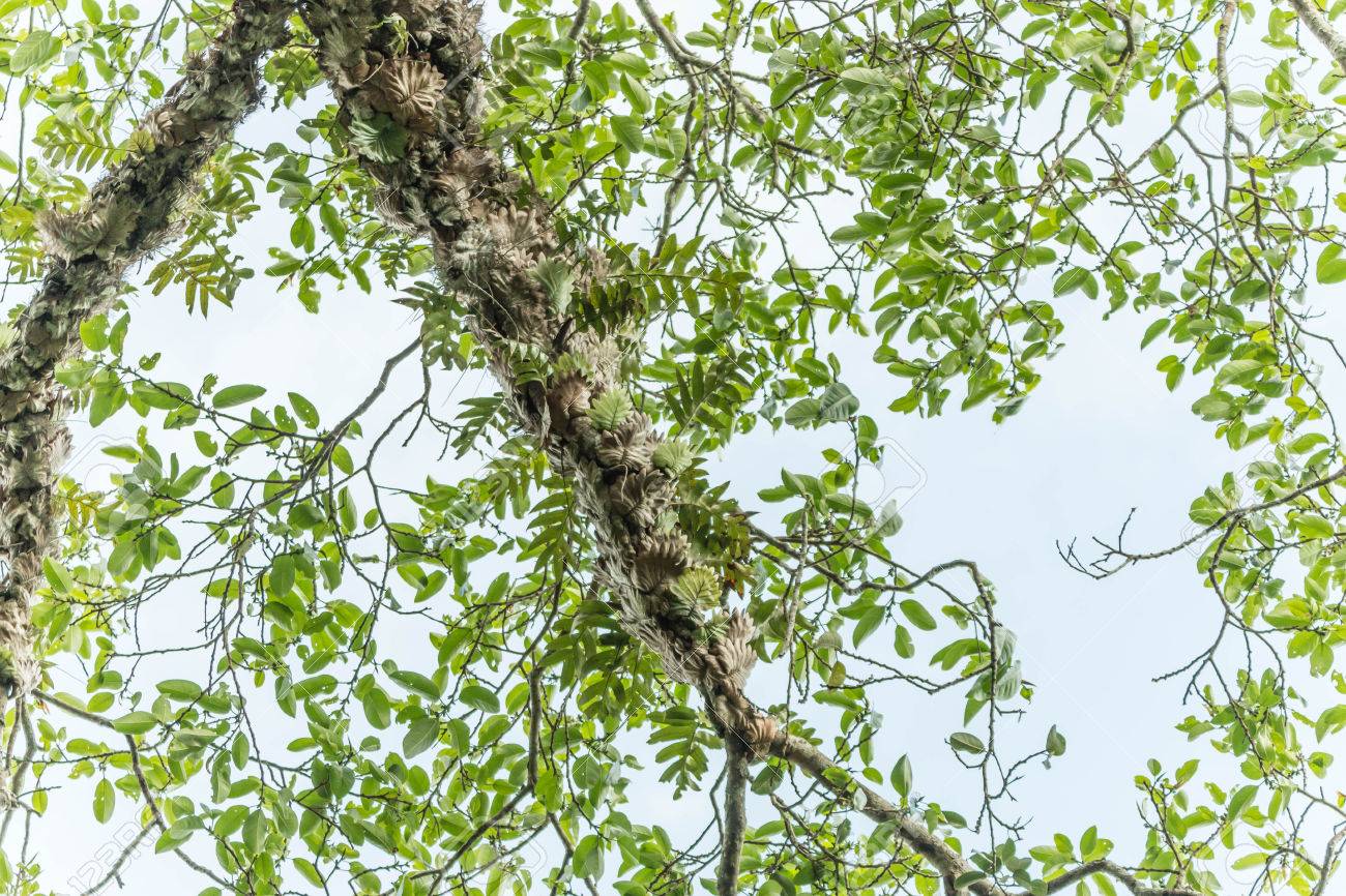 寄生虫は 寄生植物の島に住んでいるそれぞれの種のツリーです 小枝 鳥が木の枝に導体をドロップする手がかり ルート 接続があります の写真素材 画像素材 Image 寄生虫は 寄生植物の島に住んでいるそれぞれの種のツリーです 小枝 鳥が木の枝に導体をドロップする手がかり ルート 接続があります の写真素材 画像素材 Image