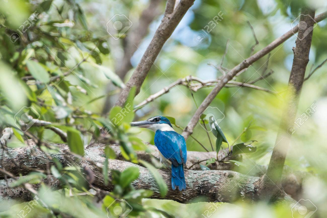 Les Oiseaux Mangent La Bouche Aigre Assez Gros Noir Longue Queue Plat Plutôt Short Et Les Mâles Et Les Femelles Colorées Se Ressemblent Le Haut Du