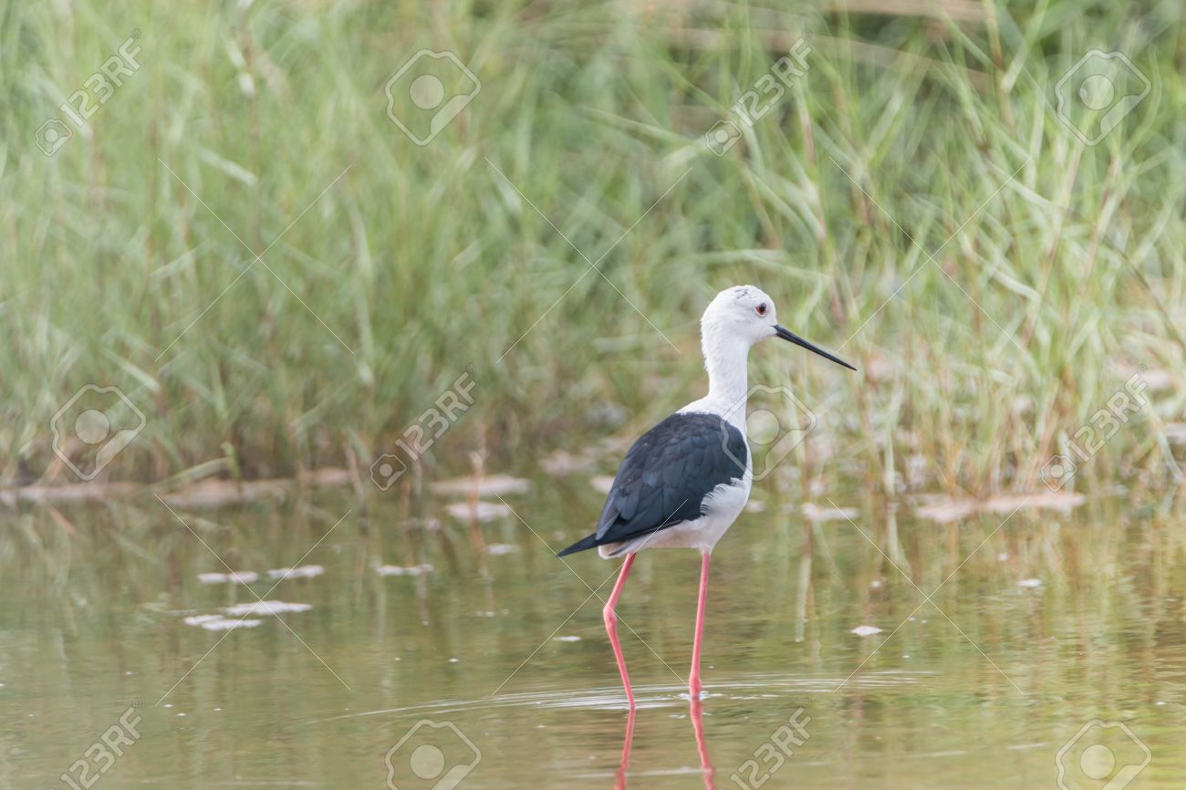 Certains Oiseaux Mâles Ont Atteint Un Sommet Et Longues Lèvres Noires Droites Tête Et Corps Blanc Les Ailes Et Haut Noir Fuselage Très Longues