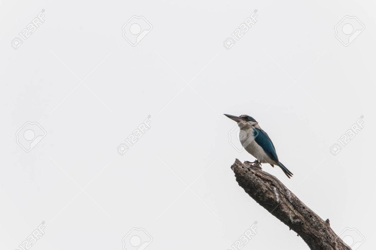 Identifier Les Oiseaux Des Jardins Et Des Villes En Hiver