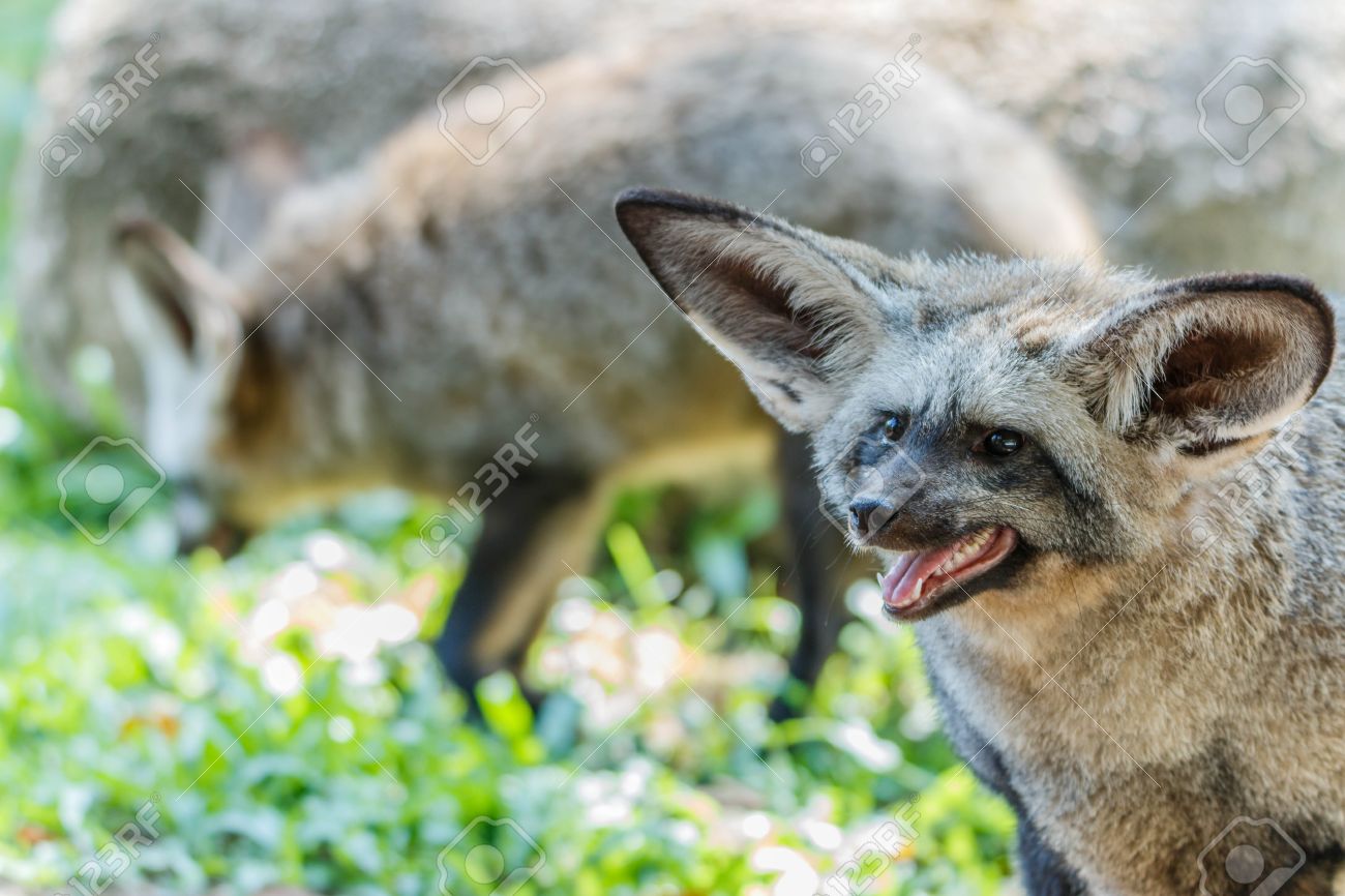 フォックスやジャッカルやフォックスは 脊椎動物の門です イヌ科の哺乳類のためのフロアします の写真素材 画像素材 Image