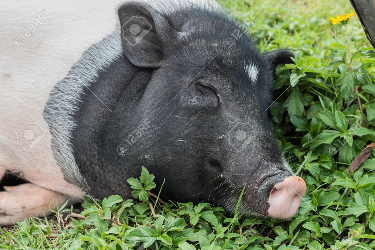 豚は 草食性の有蹄類のペアである動物です しかし よく 野生のイノシシの祖先として野生の動植物を食べる 豚では 胃や腸が長くより大きい植物 肉を消化しにくいために進化します の写真素材 画像素材 Image