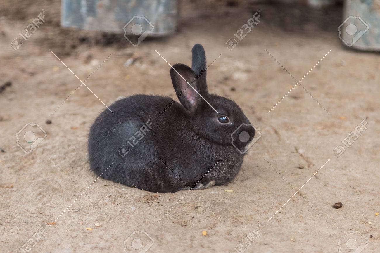 ウサギは小さい哺乳類です 短く丸い耳と体の周りの毛皮で覆われた尾が他の動物と比較して長い この進化は 音声と同様に使用されます 非常に良いにおいの感覚 の写真素材 画像素材 Image