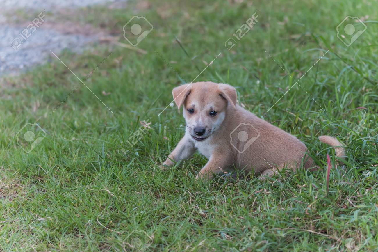 puppies born with short tails