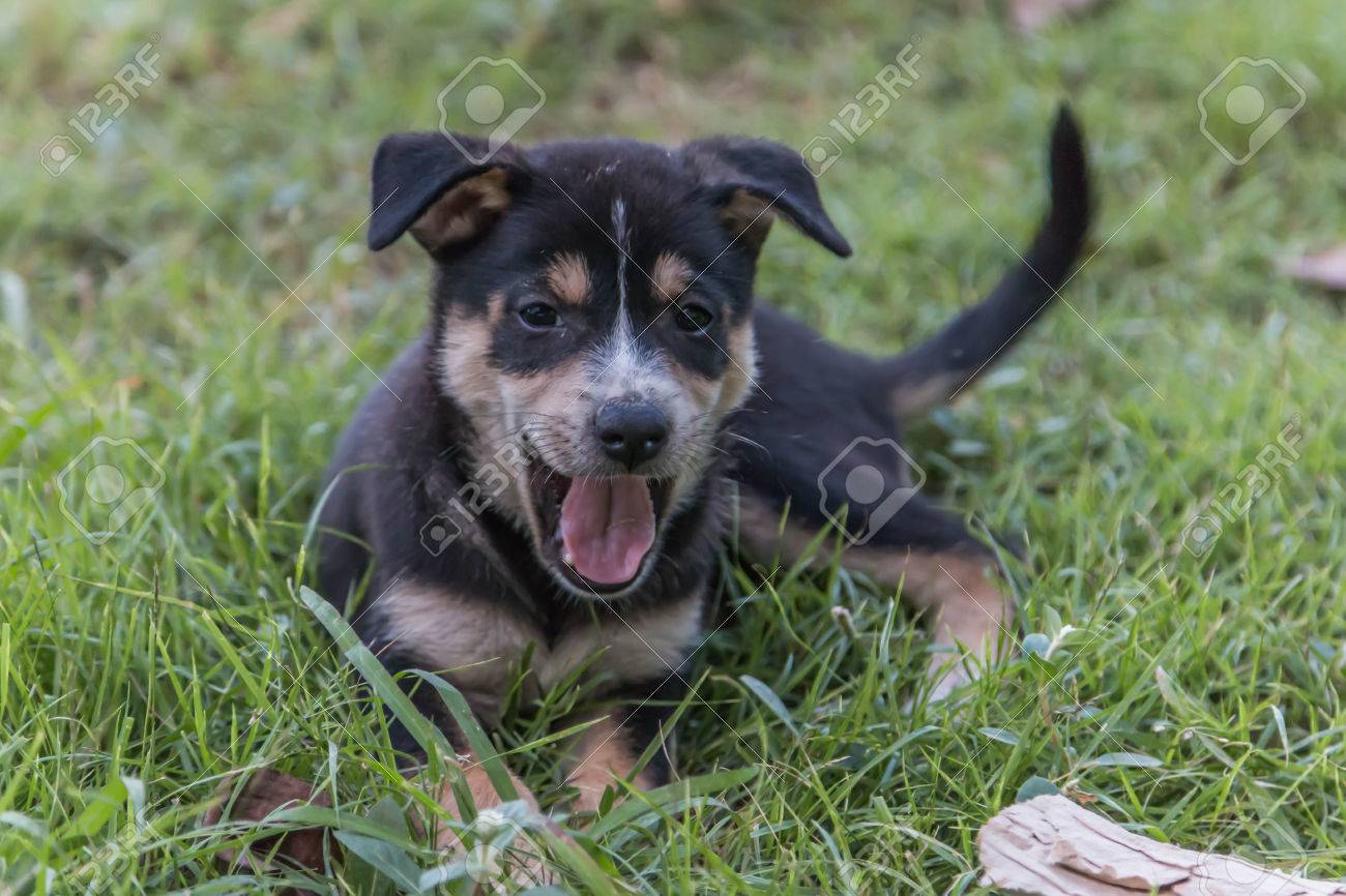 puppies born with short tails