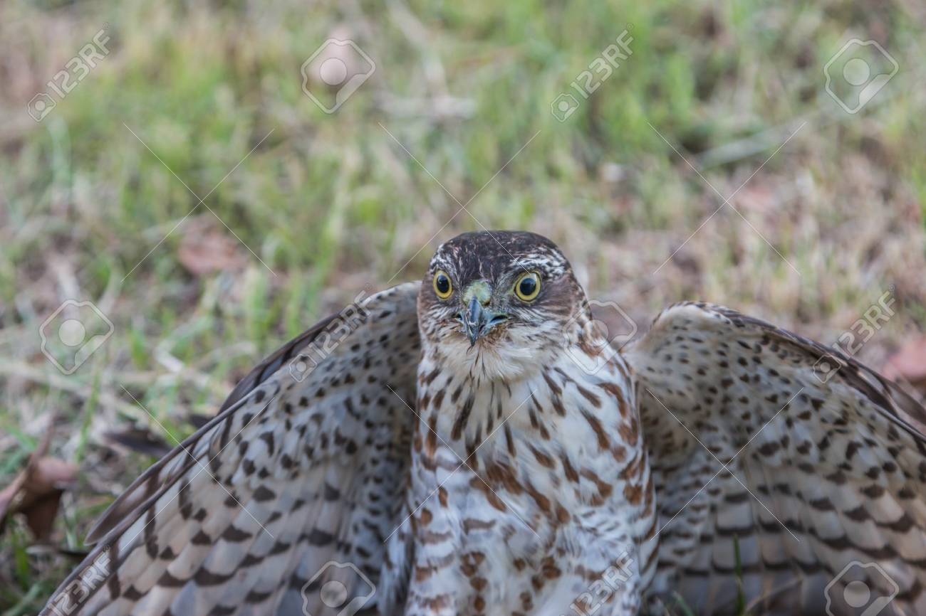 Hawk Est Semblable à Un Aigle Un Oiseau De Proie Aussi Bien Mais Les Faucons Sont Plus Petits Quun Bec Crochu Et Des Griffes Acérées Qui Volent