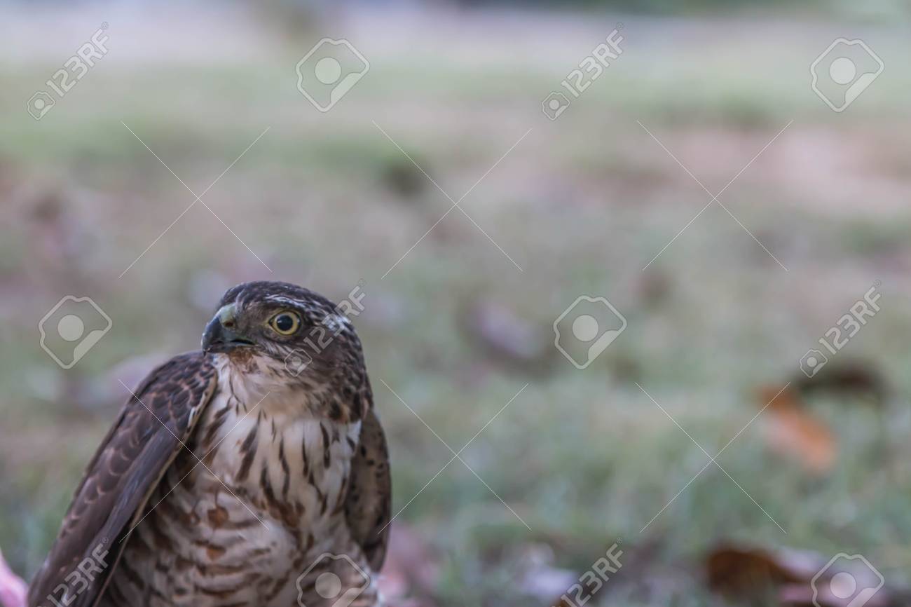 Hawk Est Semblable à Un Aigle Un Oiseau De Proie Aussi Bien Mais Les Faucons Sont Plus Petits Quun Bec Crochu Et Des Griffes Acérées Qui Volent