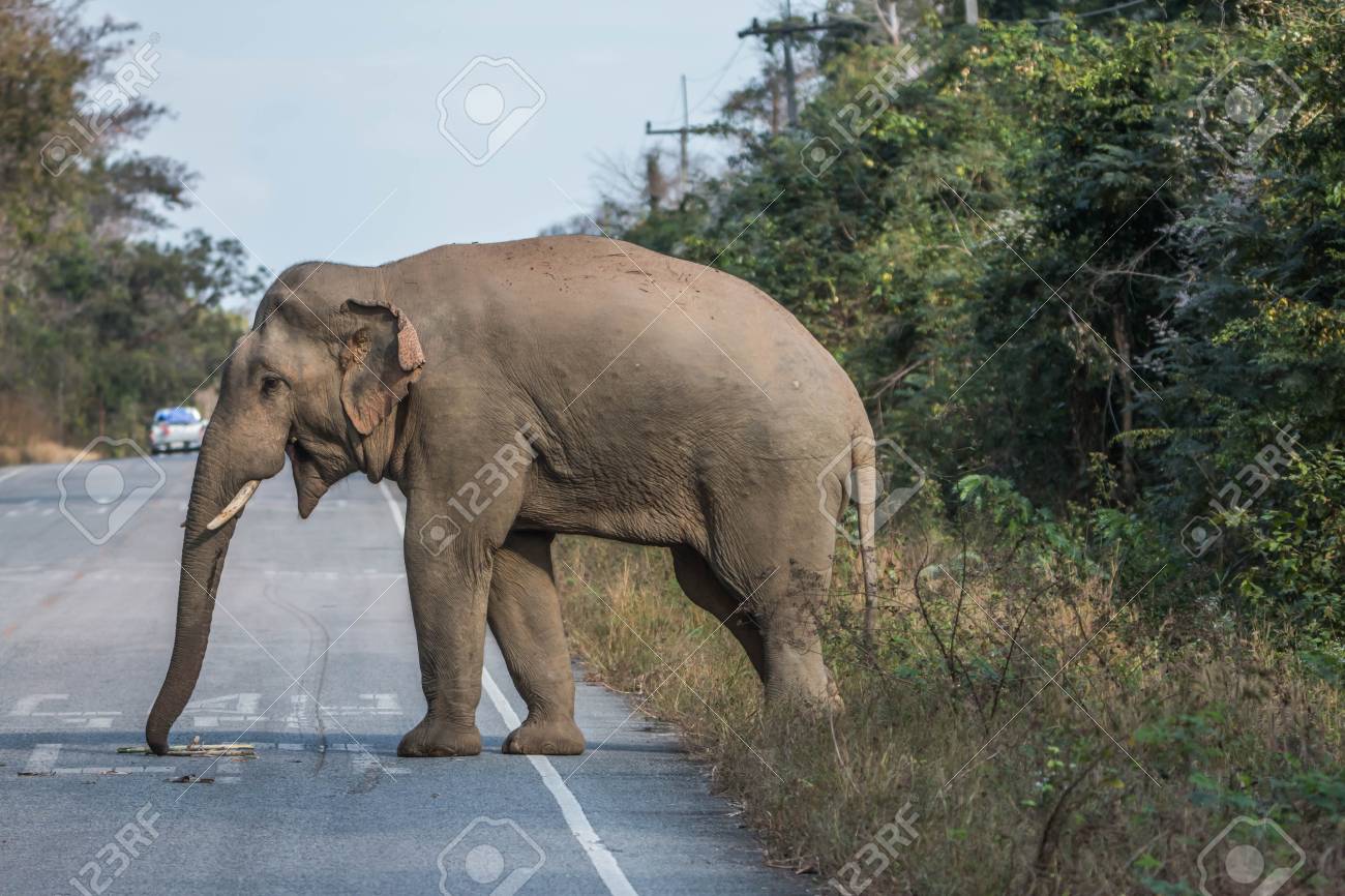 Immagini Stock Gli Elefanti Sono I Piu Grandi Animali Terrestri Oggi Prendete Una Gravidanza Fino A 22 Mesi Che E La Piu Lunga Degli Animali Terrestri Di Ogni Genere Elefante Neonato