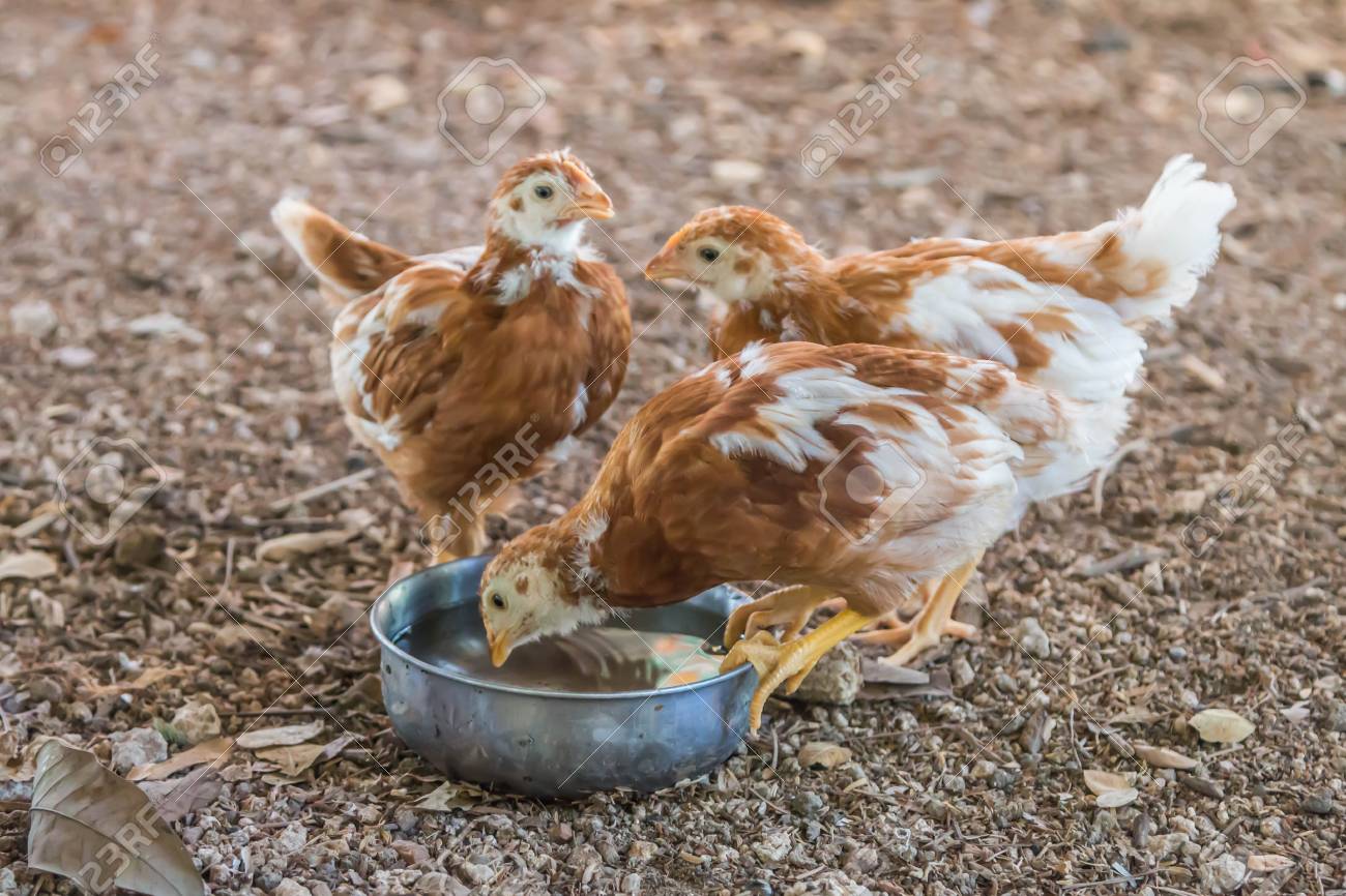 Como é chamada essa parte do frango na - Nomes Científicos