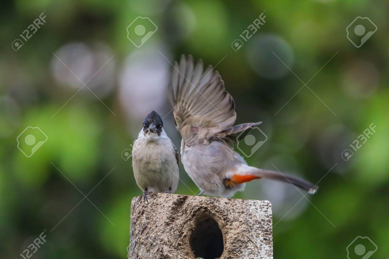 ヒヨドリは、小さな家族のための鳥の家族です。その Pycnonotidae 鳥歌う A 家族の下で分類されます。小鳥とカラフルな種類ごとに異なります。