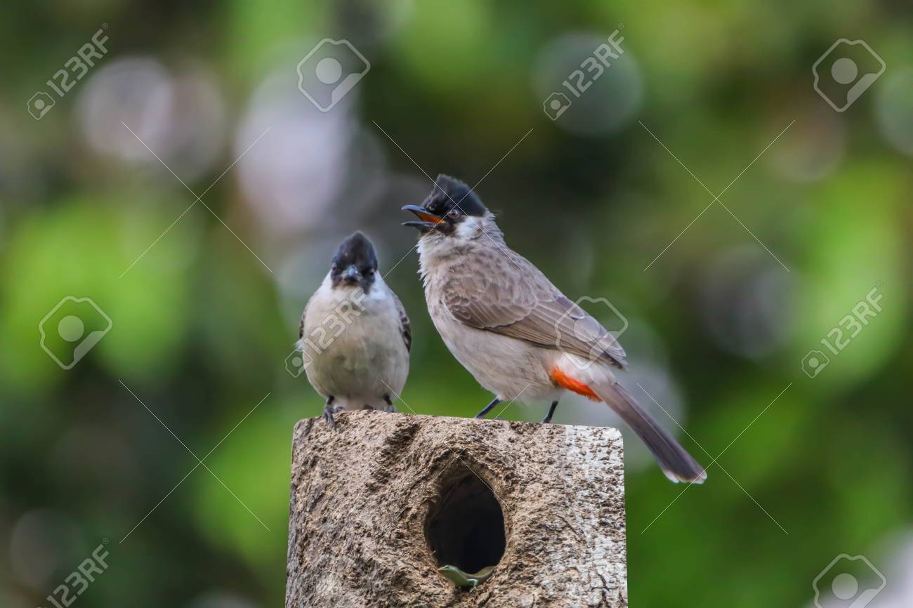 ヒヨドリは、小さな家族のための鳥の家族です。その Pycnonotidae 鳥歌う A 家族の下で分類されます。小鳥とカラフルな種類ごとに異なります。