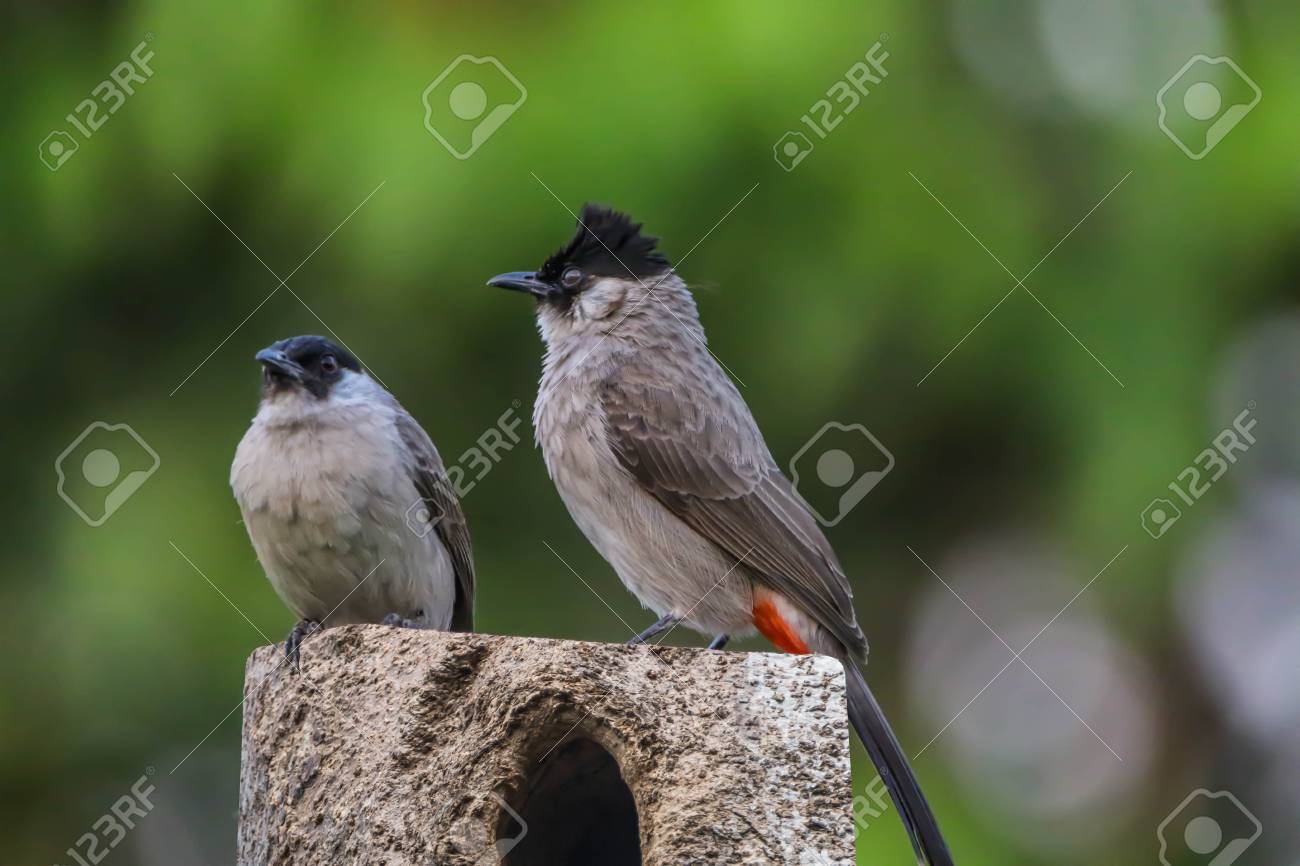 Bulbul Est Une Famille Doiseaux Pour Une Petite Famille Classé Sous Les Oiseaux Chantent Une Famille Que Pycnonotidae Un Petit Oiseau Avec Des