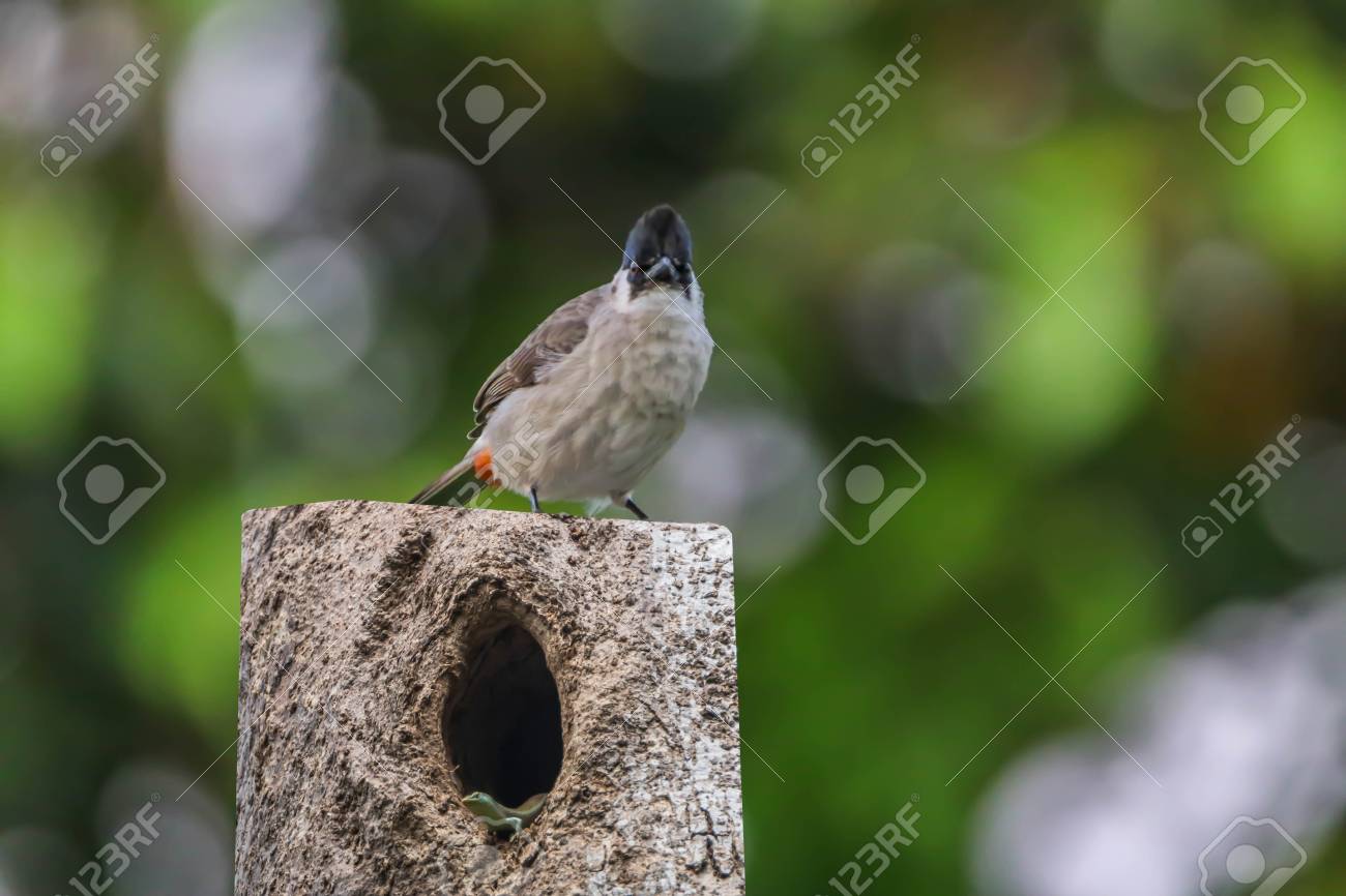 ヒヨドリは、小さな家族のための鳥の家族です。その Pycnonotidae 鳥歌う A 家族の下で分類されます。小鳥とカラフルな種類ごとに異なります。
