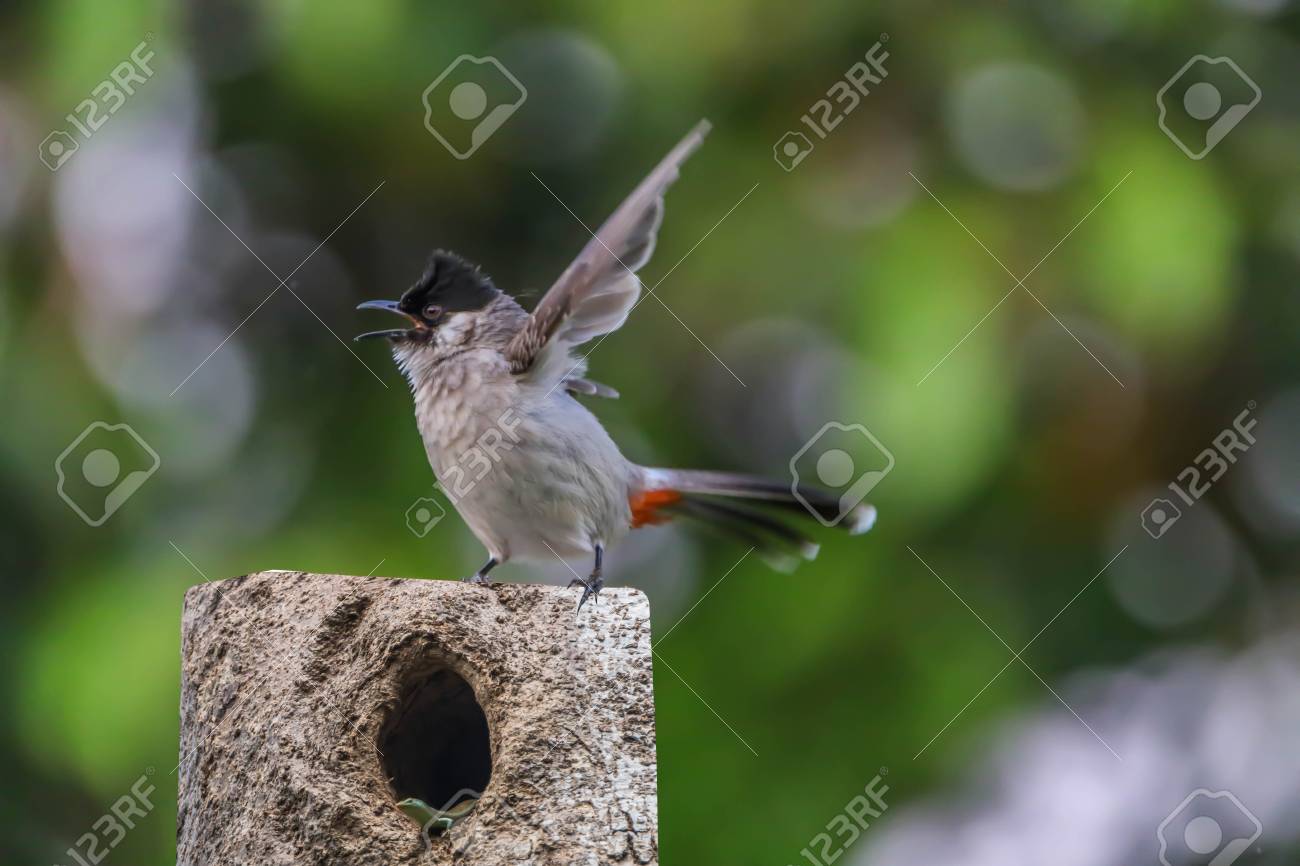 ヒヨドリは、小さな家族のための鳥の家族です。その Pycnonotidae 鳥歌う A 家族の下で分類されます。小鳥とカラフルな種類ごとに異なります。