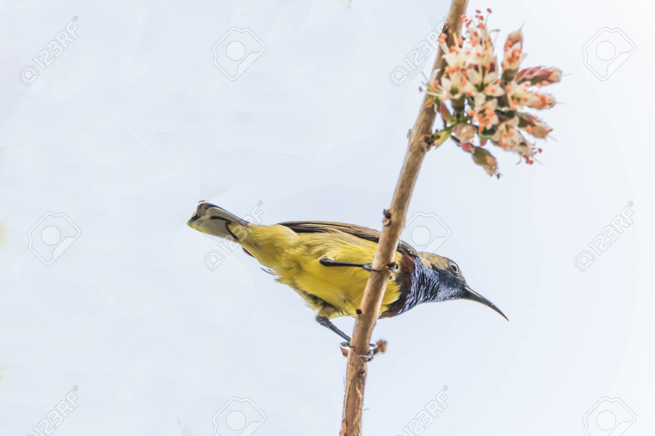 Un Petit Oiseau Un Long Métrage Est Denviron 10 15 Cm De Long Bec Recourbé Lintérieur Est Tube Creux Et Une Longue Langue En Elle Ngmtgai Utilisé
