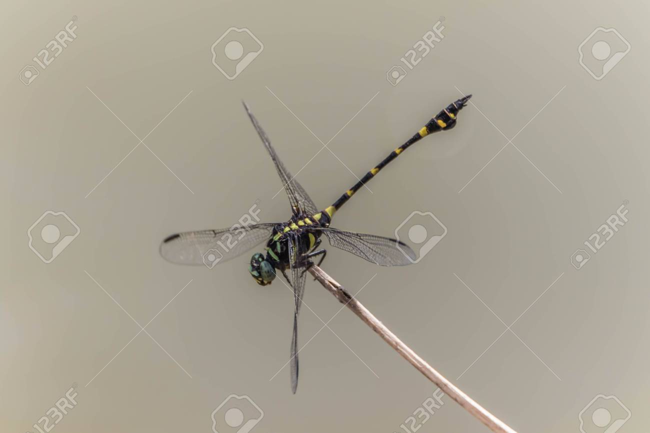 トンボは水に住んでいる昆虫の幼虫です 大人の生活の土地には 飛行する翼を持っています トンボは種類のステップとしてではない成長完璧です の写真素材 画像素材 Image