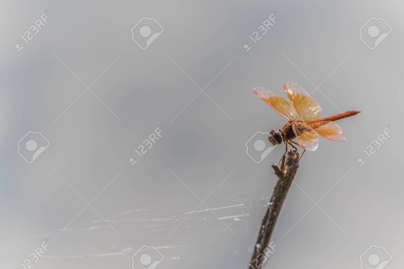 トンボは水に住んでいる昆虫の幼虫です 大人の生活の土地には 飛行する翼を持っています トンボは種類のステップとしてではない成長完璧です の写真素材 画像素材 Image