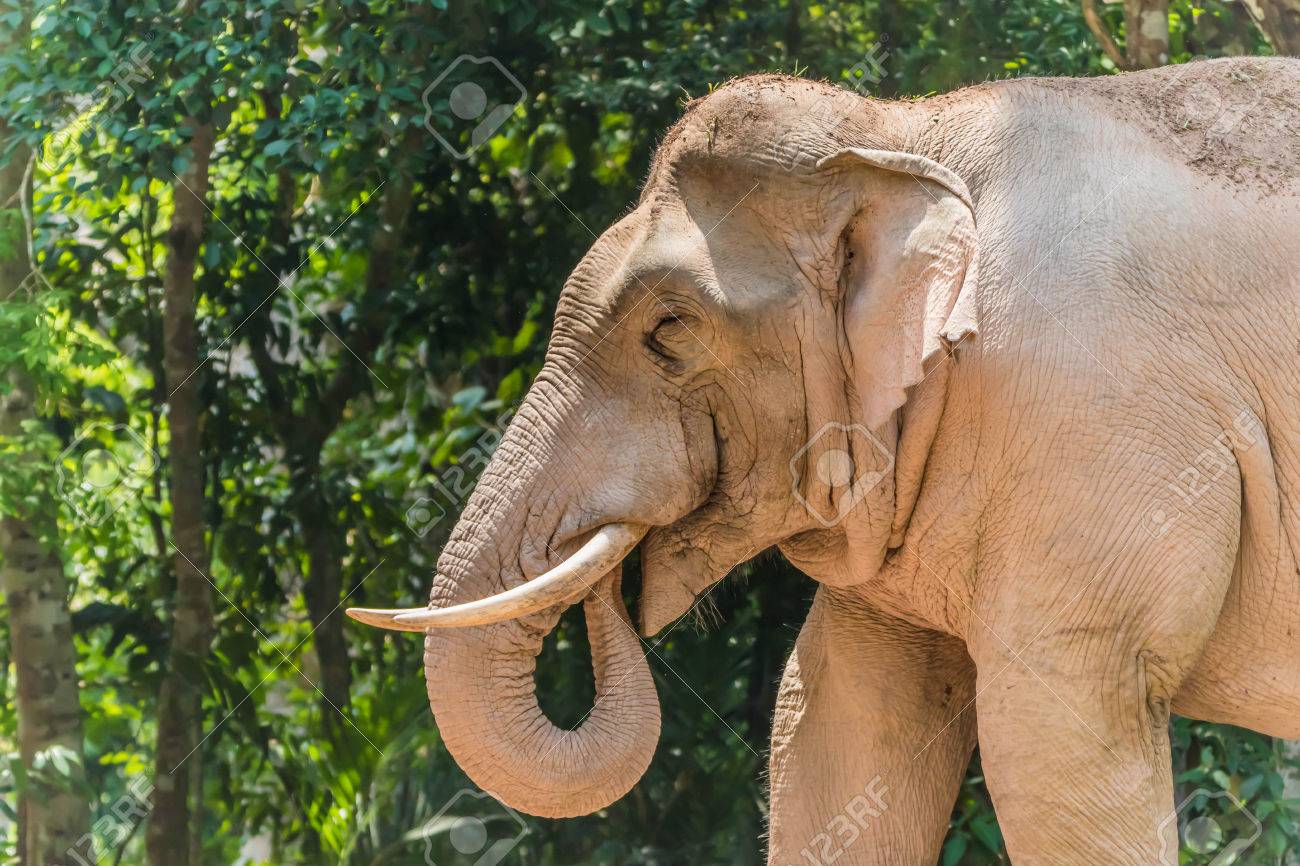 Immagini Stock Gli Elefanti Sono I Piu Grandi Animali Terrestri Oggi Prendete Una Gravidanza Fino A 22 Mesi Che E La Piu Lunga Degli Animali Terrestri Di Ogni Genere Elefante Neonato