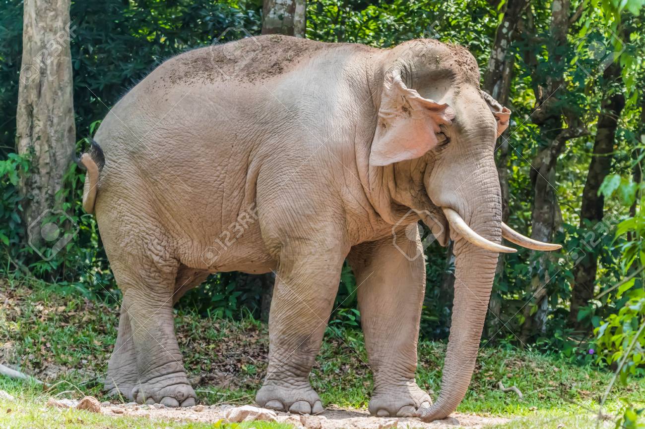Elephants Are The Largest Land Animals Today. Take A Pregnancy Up To 22 Months, Which Is Elephants Are The Largest Land Animals Today. Take A Pregnancy Up To 22 Months, Which Is