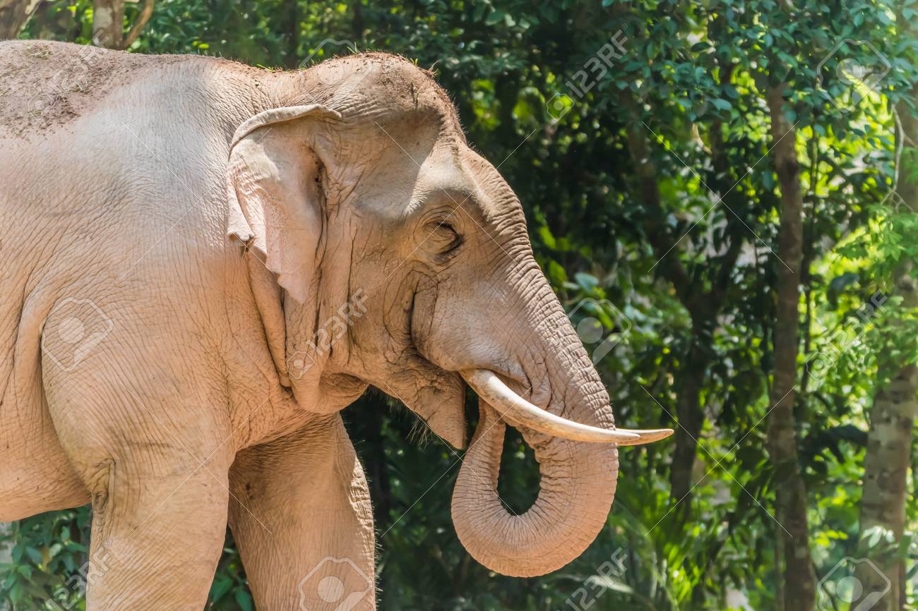 Immagini Stock Gli Elefanti Sono I Piu Grandi Animali Terrestri Oggi Prendete Una Gravidanza Fino A 22 Mesi Che E La Piu Lunga Degli Animali Terrestri Di Ogni Genere Elefante Neonato