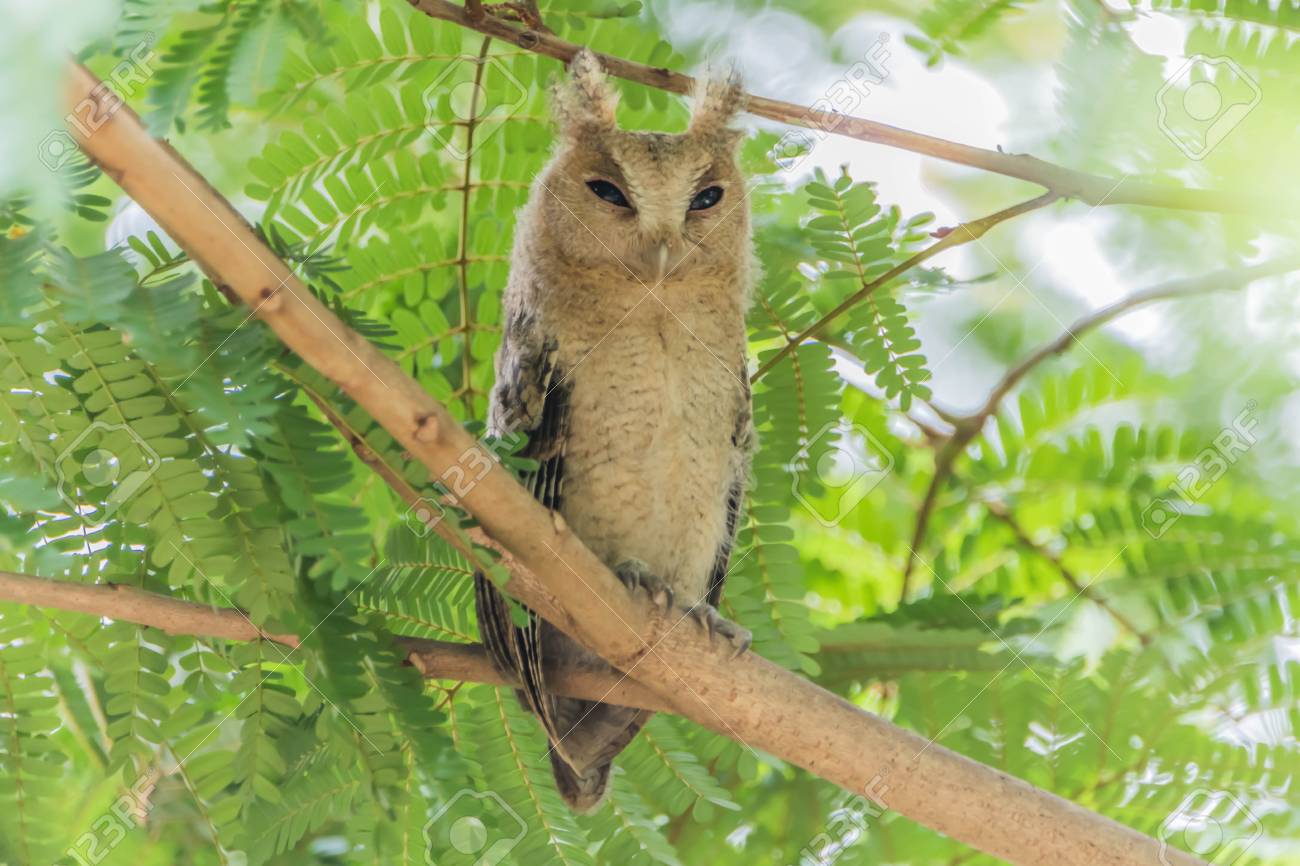 Chouette Ou Hibou Ou Hibou L Oiseau Strigiforme Est Dans Un Visage Comme Un Chat Comme La Source De Generiques Attraper De Petites Proies Comme Les Souris Banque D Images Et Photos Libres De