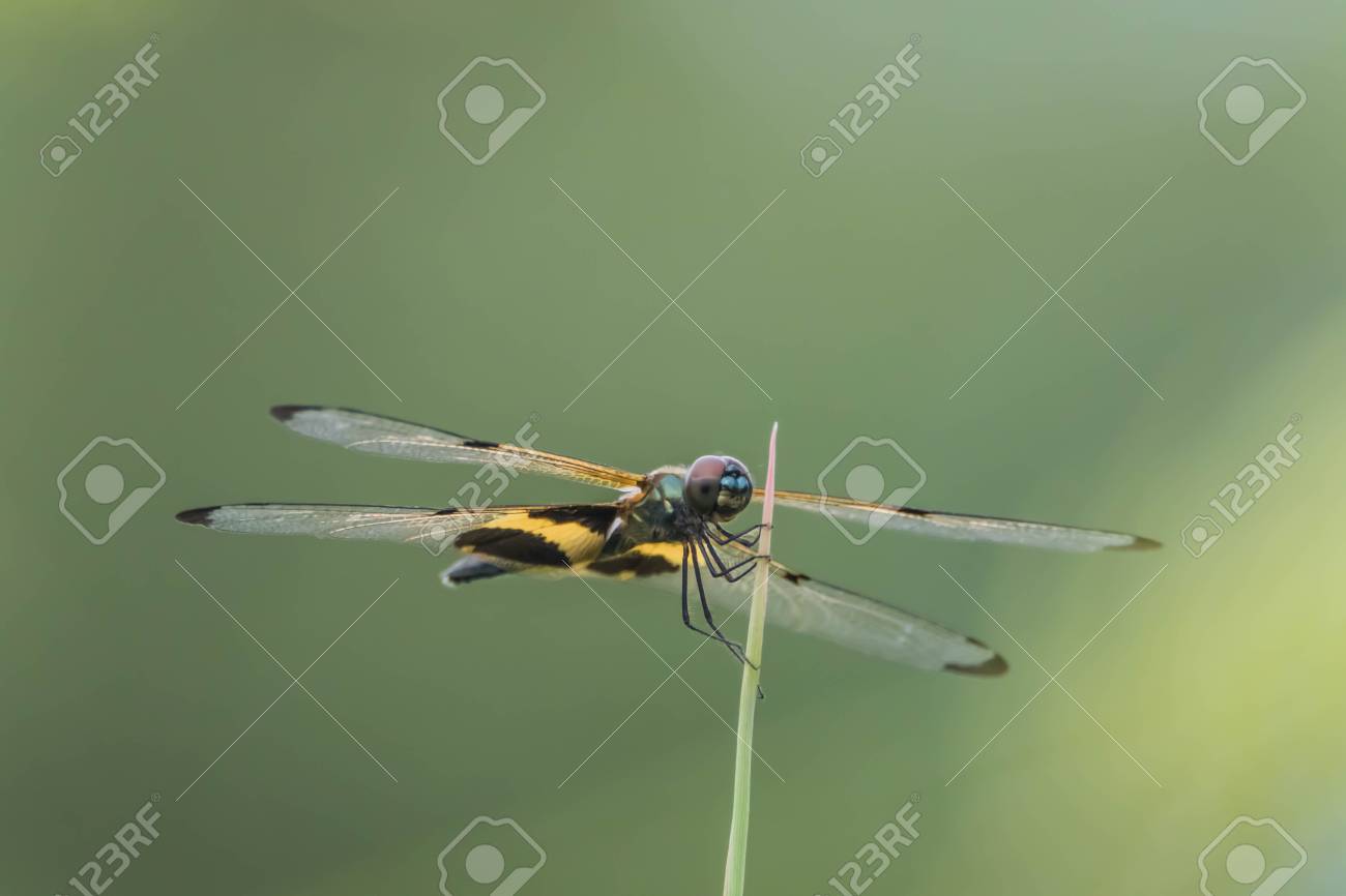 トンボは水に住んでいる昆虫の幼虫です 大人の生活の土地には 飛行する翼を持っています トンボは種類のステップとしてではない成長完璧です の写真素材 画像素材 Image
