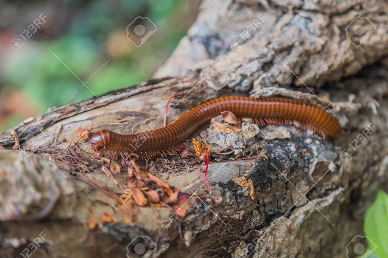 ヤスデは無脊椎動物のグループに分かれて 体シェルの長さで 胸部や腹部を破壊しません 分節体柔軟な用語収束とペアになっています の写真素材 画像素材 Image ヤスデは無脊椎動物のグループに分かれて 体シェルの長さで 胸部や腹部を破壊しません 分節体柔軟な用語収束とペアになっています の写真素材 画像素材 Image