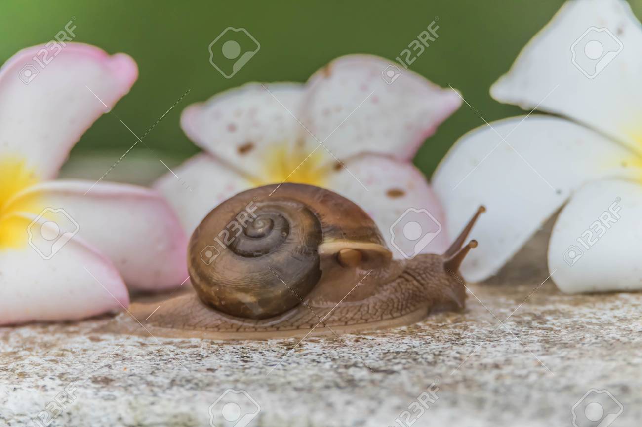 Schnecken Sind Kleinwirbellose Tiere Die Dallas Morning Phylum