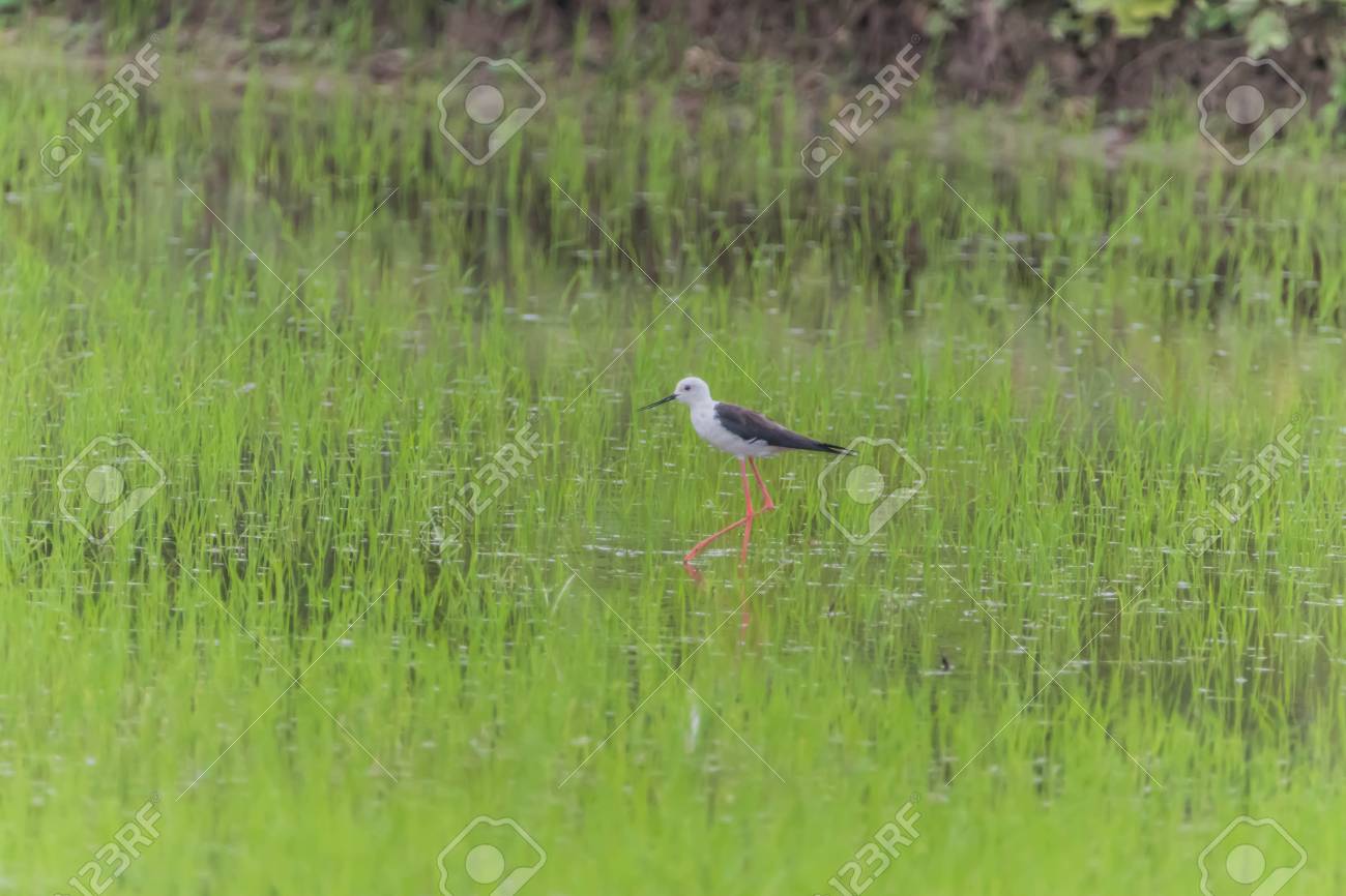 Certains Oiseaux Mâles Ont Des Pointes Et De Longues Lèvres Noires Droites Tête Et Corps Blanc Les Ailes Et Le Dessus Du Fuselage Noir Très Longues