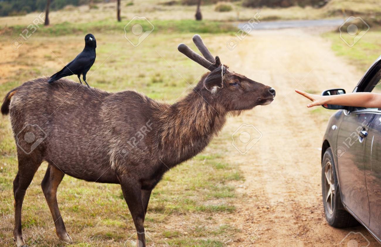 etiam-dictum-ipsum-a-felis