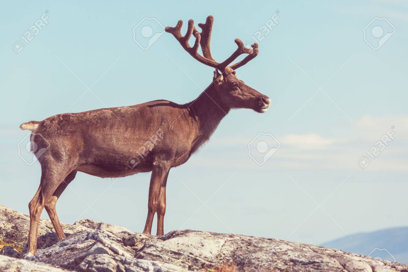 ノルウェーのトナカイ の写真素材 画像素材 Image