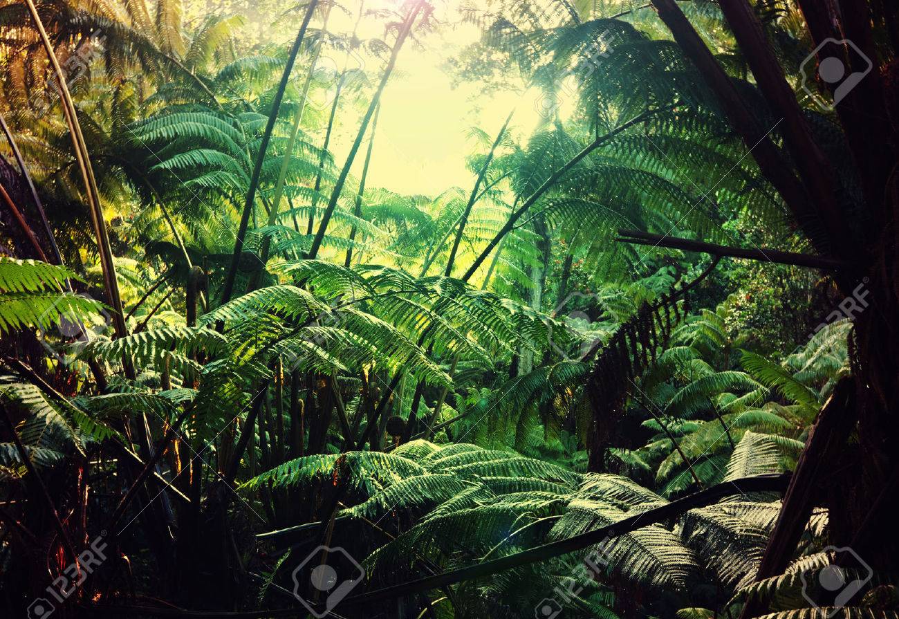 ハワイのジャングル の写真素材 画像素材 Image
