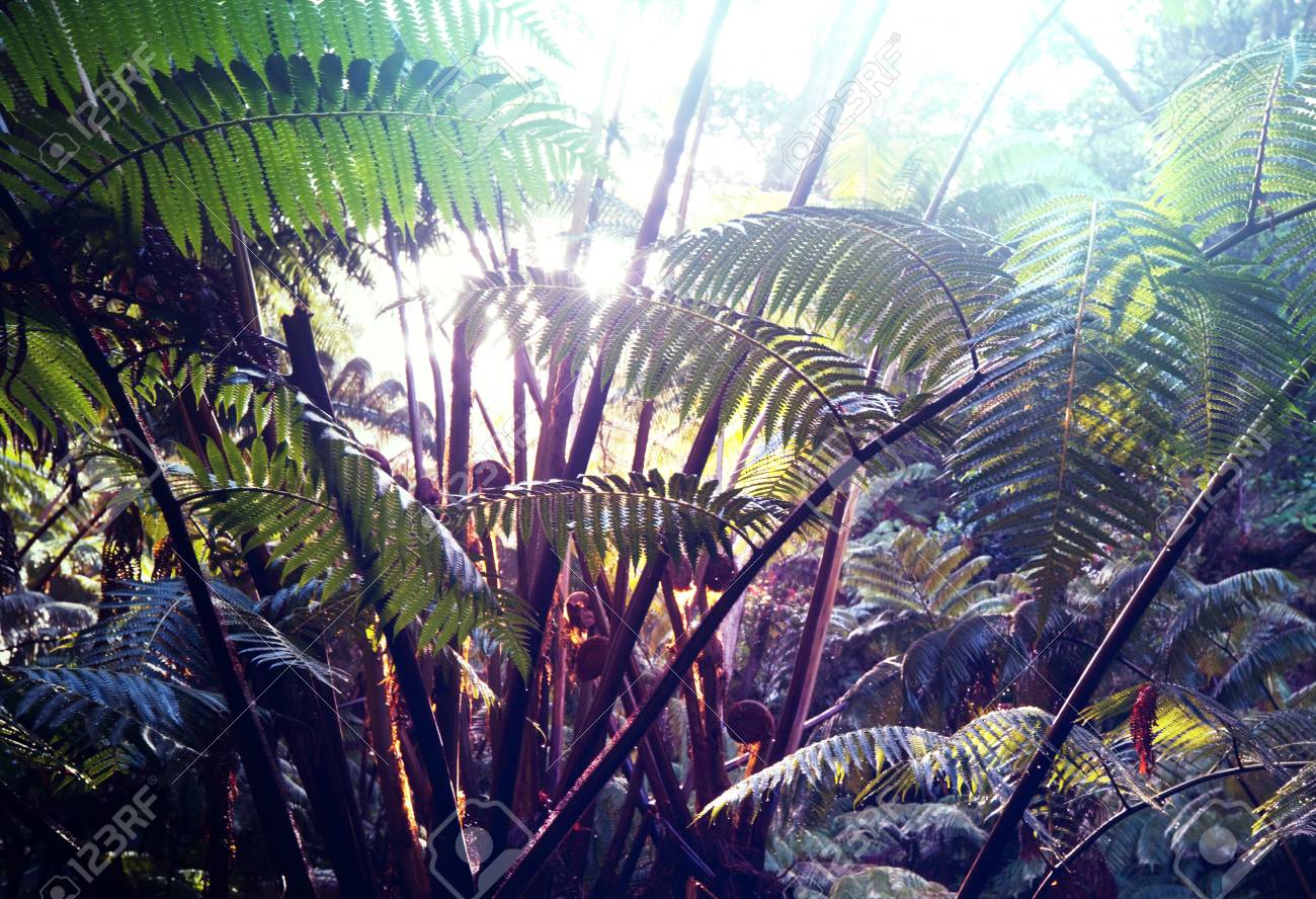 ハワイのジャングル の写真素材 画像素材 Image
