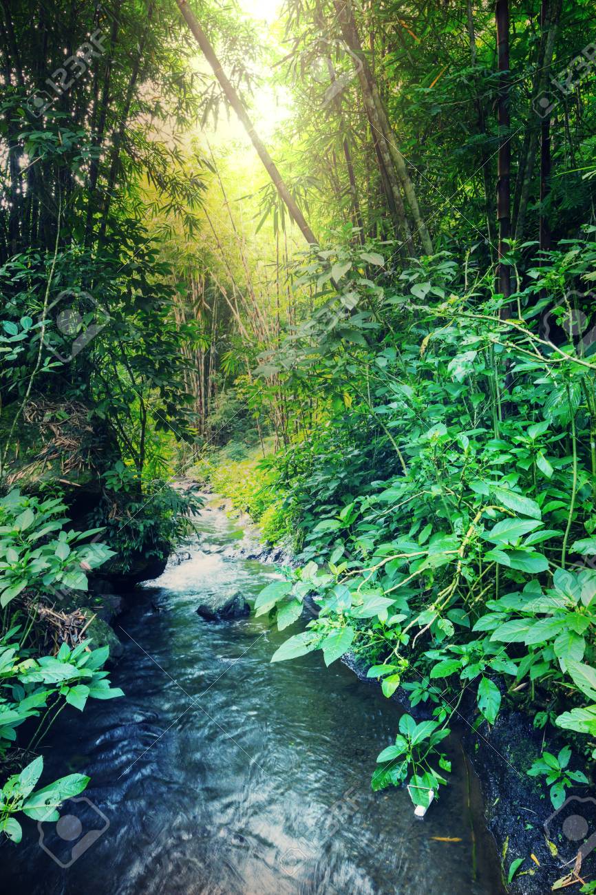 ハワイのジャングル の写真素材 画像素材 Image